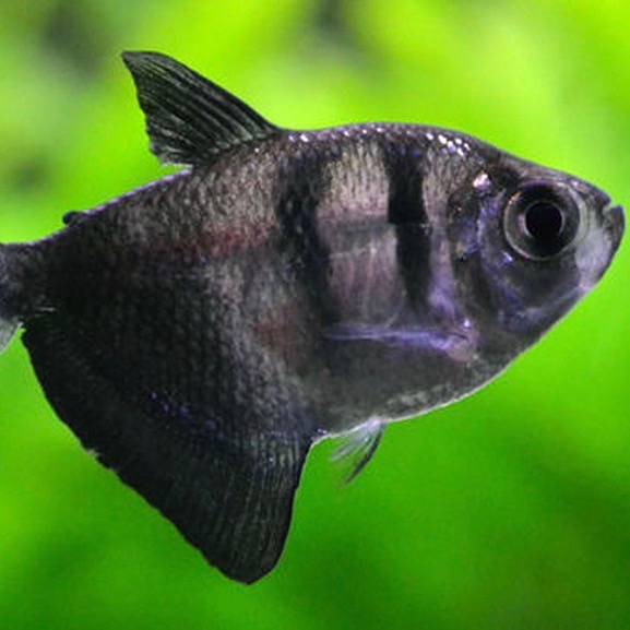 Gymnoc.ternetzi   Zwarte tetra M@